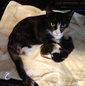 Meet your Posher, Susan